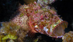 Scorpion Fish in action at Vieques, PR. by Juan Torres 